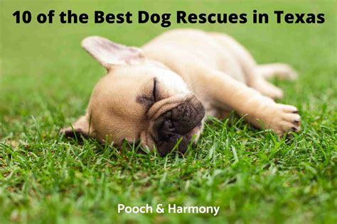 10 Remarkable Dog Rescues in Texas .